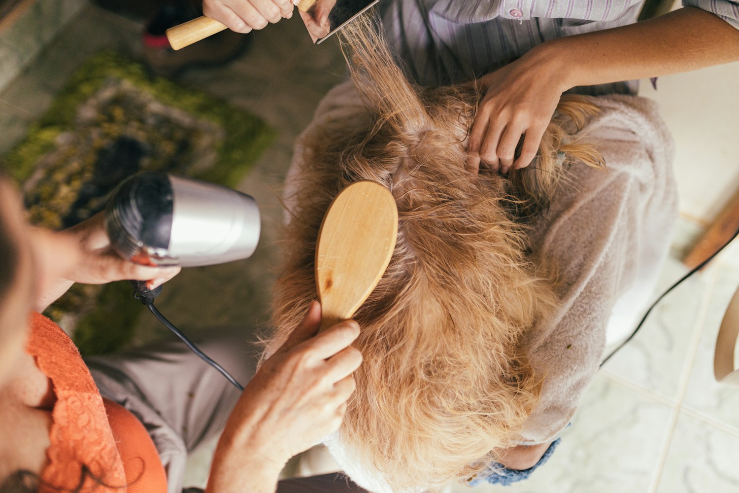 Golden retriever being groomed at home; feature image for dog grooming vacuum guide