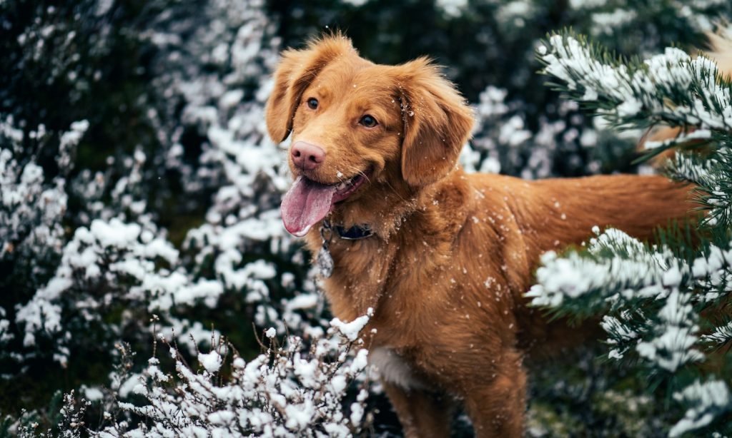 Dog standing among snow-covered trees during a winter walk