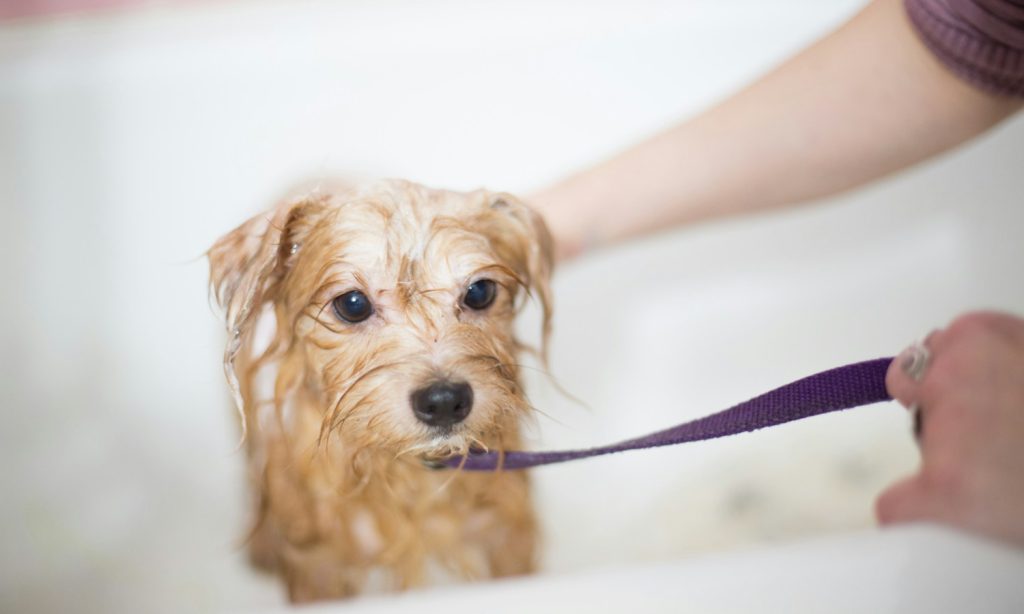 A rescue dog being gently washed during bath time