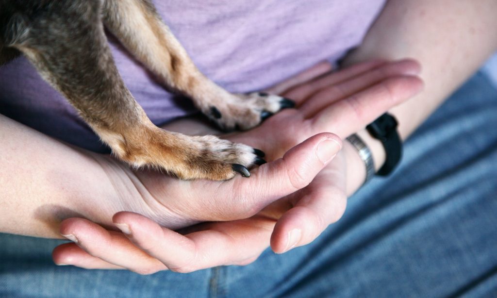 A person's hands gently supporting a small dog's paws before nail care