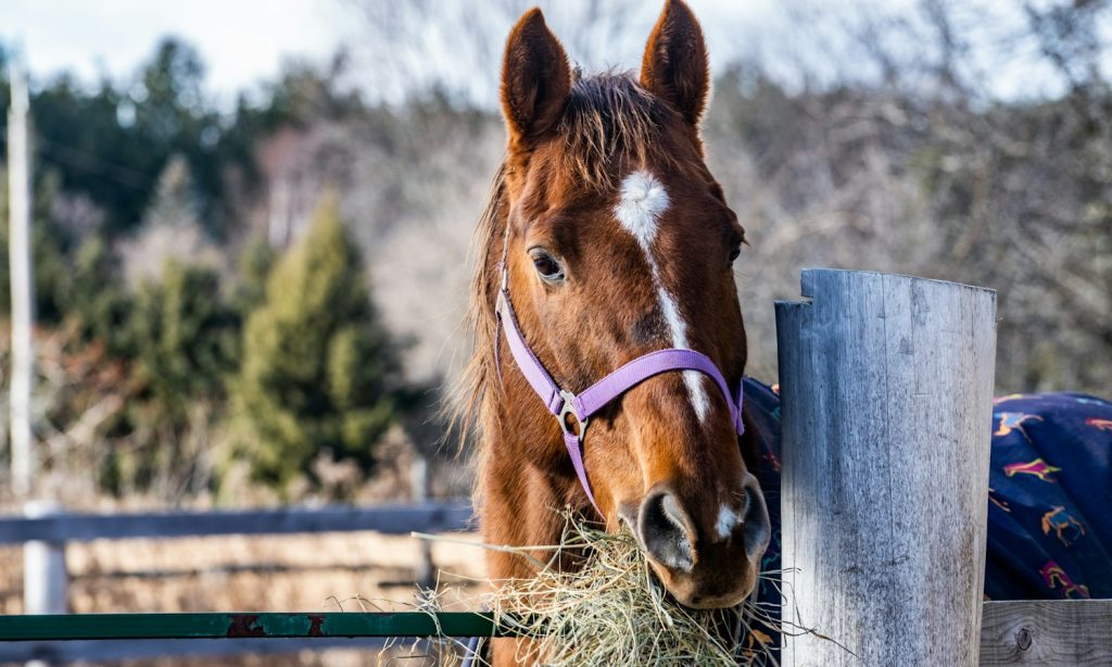Brown horse eating grass in a pasture
