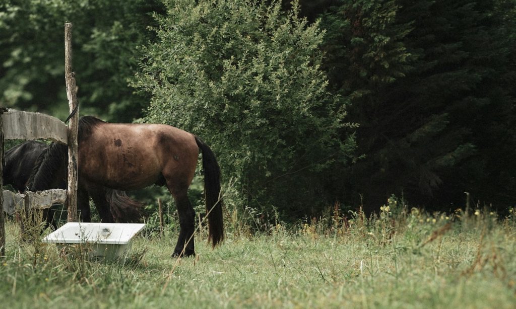 Horse standing beside a water trough