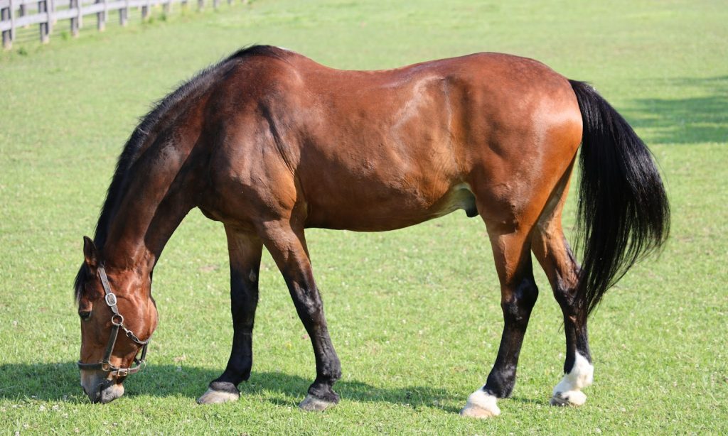 Horse grazing in a green pasture