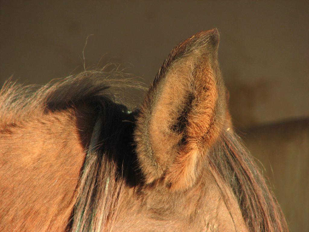 Close-up of a horse ear showing the natural hair that helps protect the ear canal