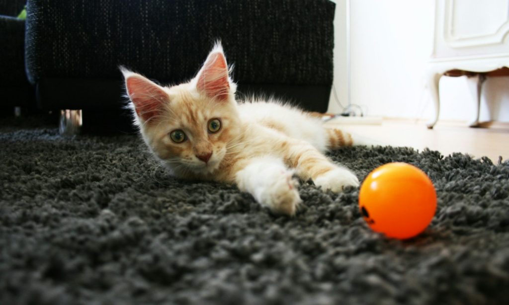 Best Durable Toy for Large Cats