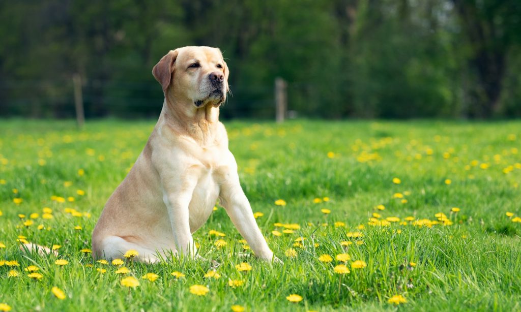 Senior-looking dog outdoors, illustrating mobility support for older dogs.