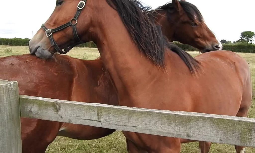 Two horses grooming together outdoors, illustrating natural horse hair and tail care