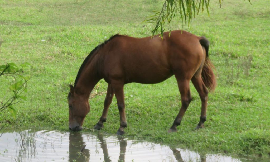 Bay horse lowering its head to drink water outdoors, illustrating gentle equine skin and grooming care