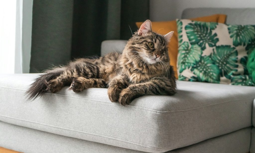 Brown Maine Coon cat resting on an ottoman