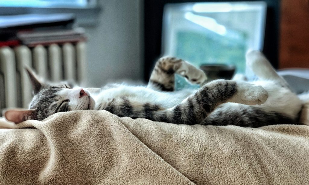 Gray tabby cat resting on a beige towel before a gentle coat-cleaning session