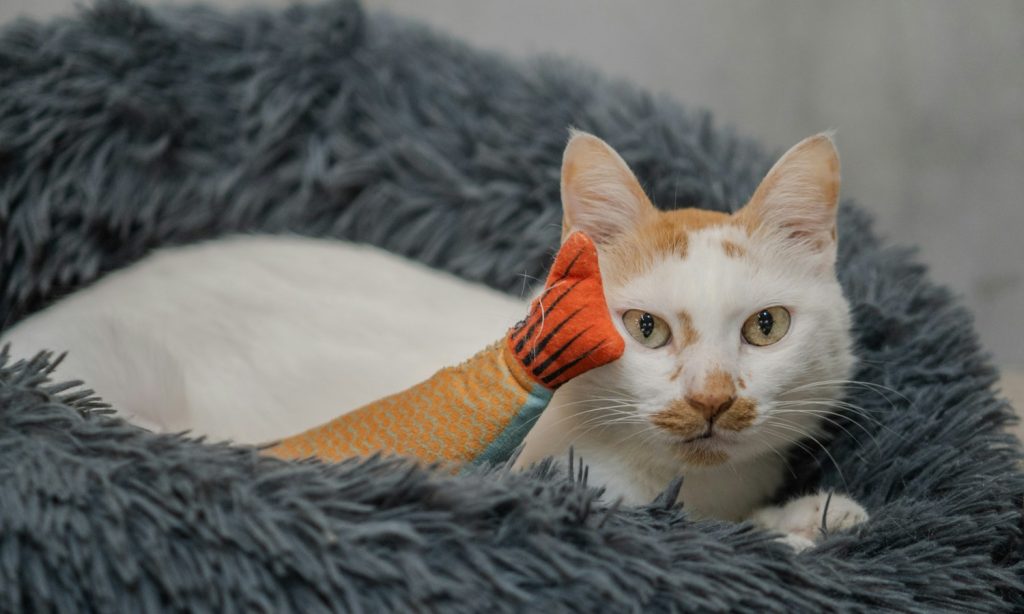 Cat lying in a bed with a toothbrush nearby