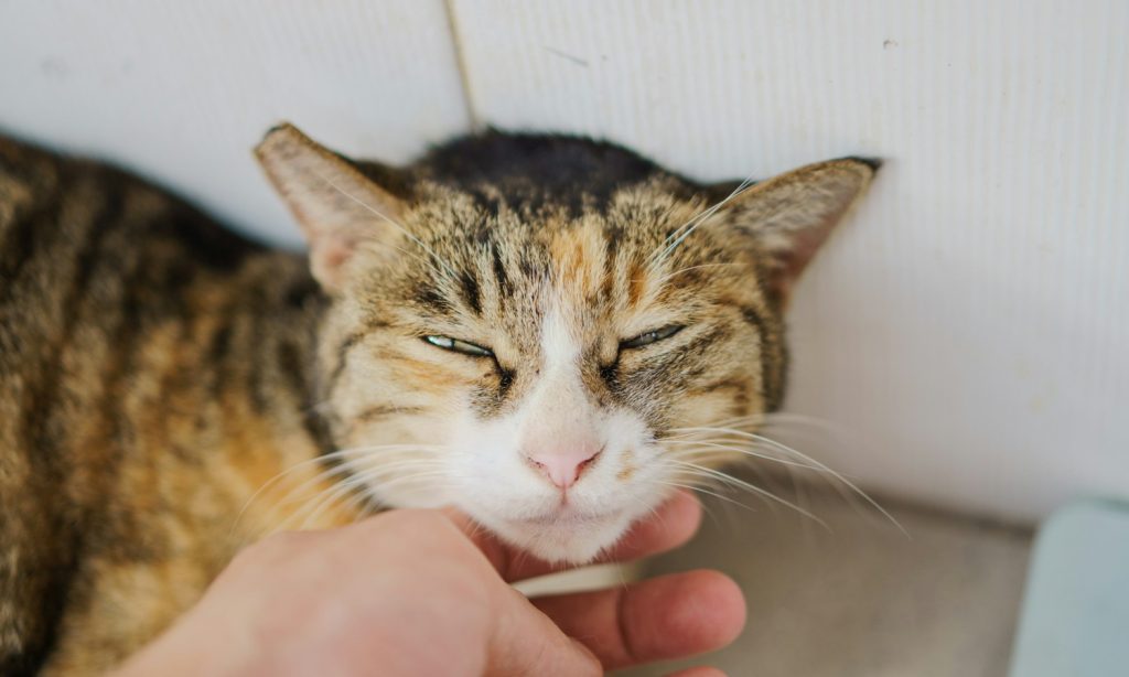 A tabby cat calmly enjoying a gentle hand petting session