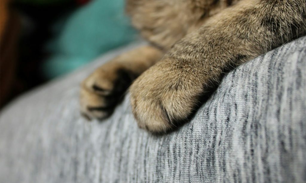 Close-up of tabby cat paws on a textured surface