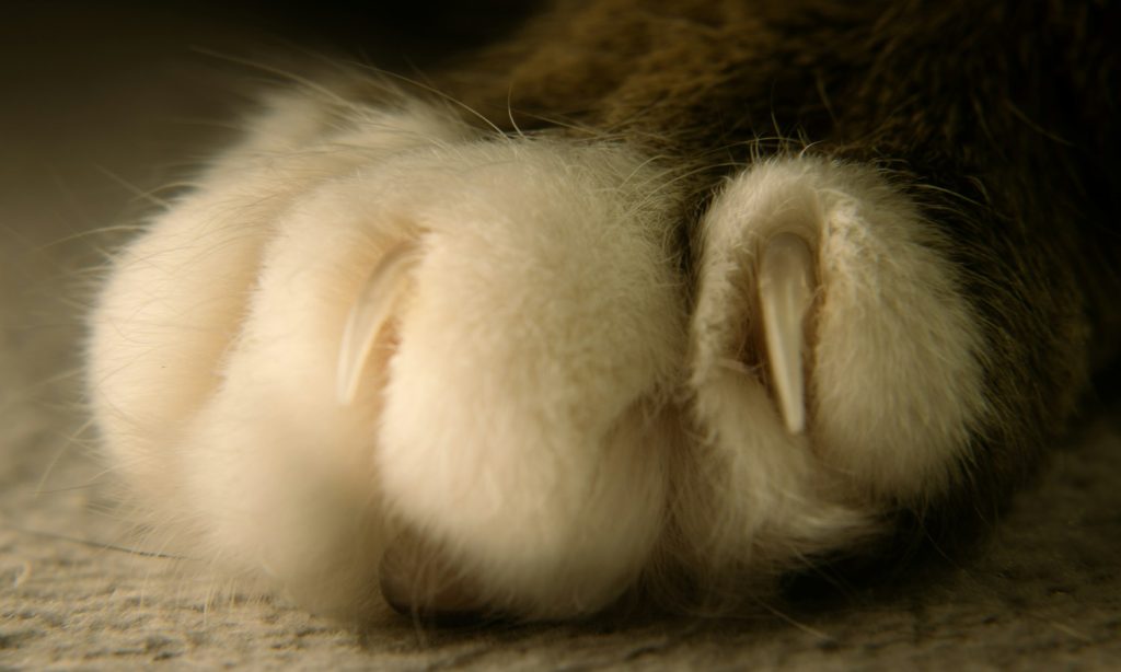 Close-up view of a cat paw and extended claws for a gentle nail-care guide